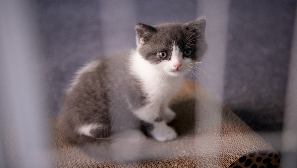 Bloom of Technology: China Creates First Clone Kitten